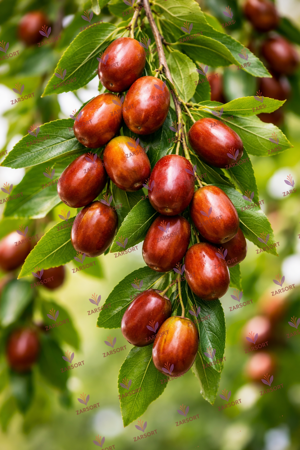 عناب چیست؟ بررسی علمی خواص عناب، ترکیبات و کاربردهای درمانی